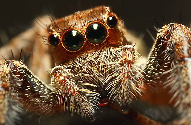 Närbild av hårig spindel med många ögon