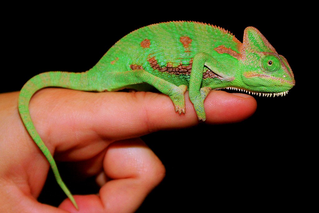 Young Veiled Chameleon | Young Veiled Chameleon at Pets N Yo… | Flickr