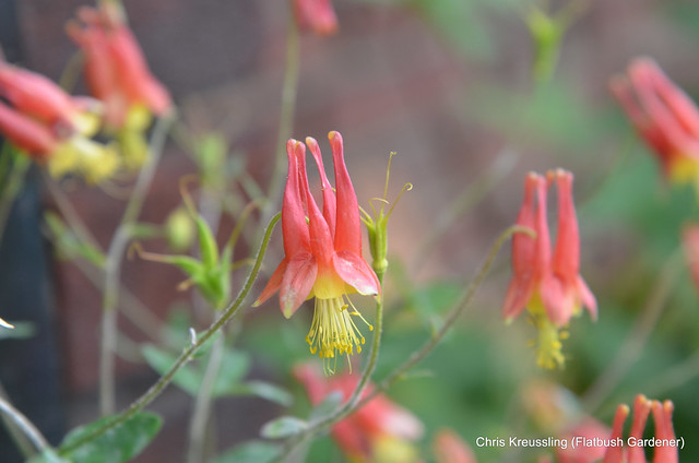 Aquilegia canadensis, Eastern Red Columbine, growing out of my front steps, April 2012