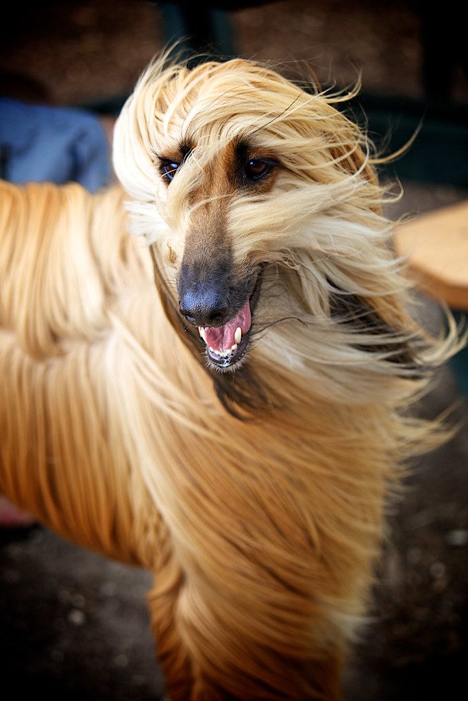 Blond Afghan Hound Celeta Bettison Flickr