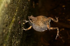 Tungara Frog Engystomops pustulosus