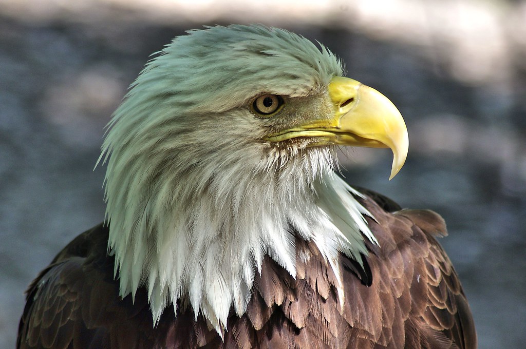 Bald Eagle | Wild Bird Sanctuary, St Louis | Tim Archibald | Flickr