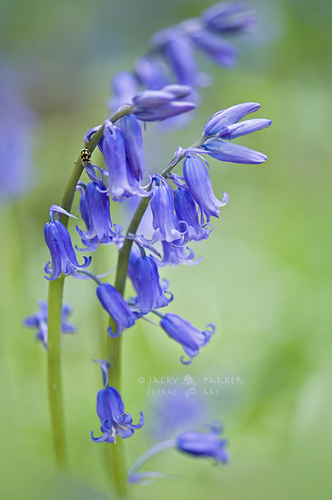 Photograph English Bluebells by Jacky Parker