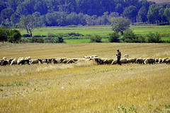 Edirne-Çoban