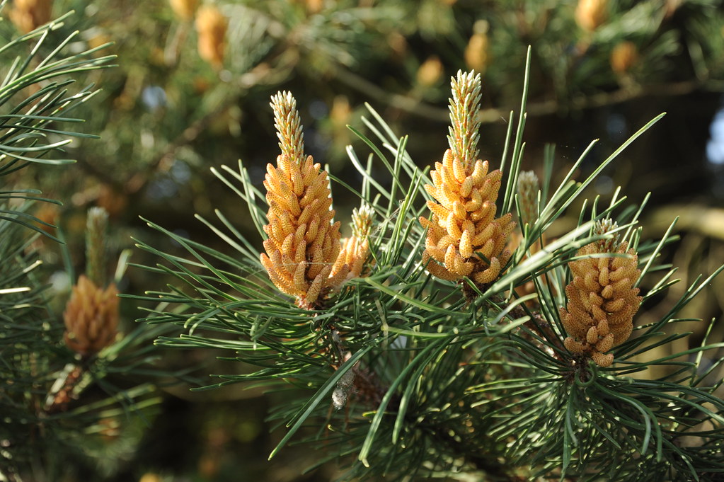 Pollen pod, Pine evergreen tree, long green needles, Beave… Flickr