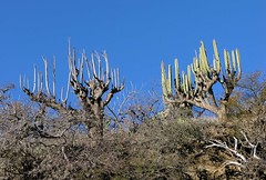 Two states of Cactus (dead and alive) - Dos etapas en la vida de Cactus; Región Mixteca, Oaxaca, Mexico