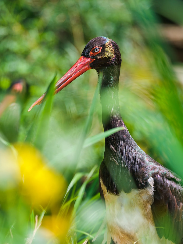 Black stork in the vegetation