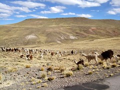 Lama Crossing
