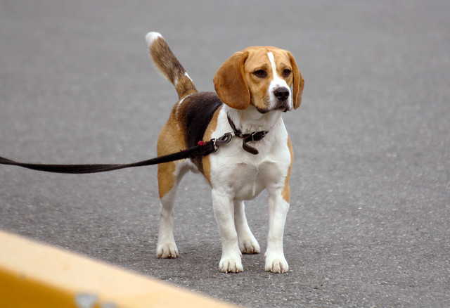 beagle-february-dog