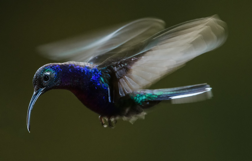 Motion Studies: Violet Saberwing Hummingbird | You can have … | Flickr