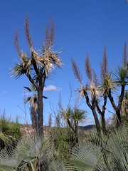 Yucas - Yuccas; al sur de Zapotitlán Palmas, Región Mixteca, Oaxaca, Mexico