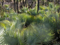 Forest of Palms - Bosque de Palmas; al sur de Zapotitlán Palmas, Región Mixteca, Oaxaca, Mexico
