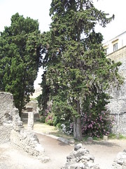 Herculaneum - Casa del Genio - trees