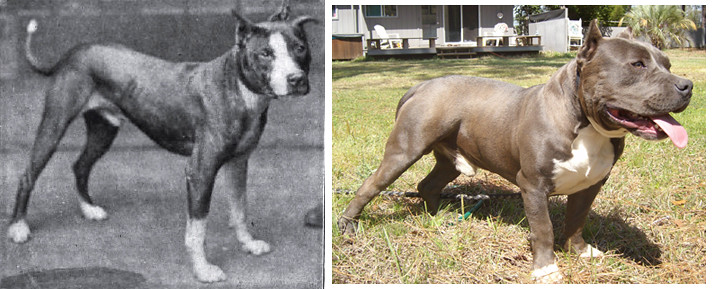 1900s vs 2000s PitBull Terrier, selective breeding result