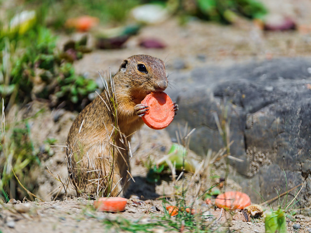 Ground squirrel eating a carrot