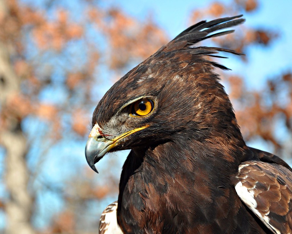 Long Crested Eagle | Wild Bird Sanctuary St. Louis, Missouri… | dgangle | Flickr
