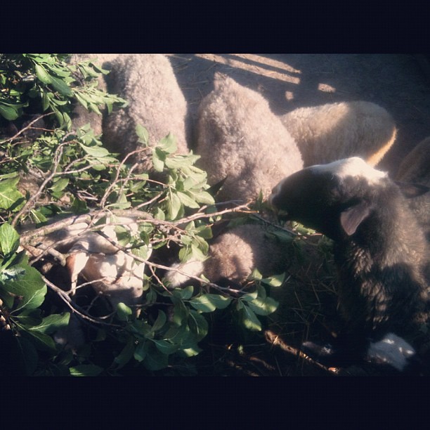 #sheep like #trees #slavonija