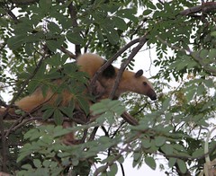 Anteater in a tree - Oso hormiguero en un árbol; Departamento de Tarija, Bolivia