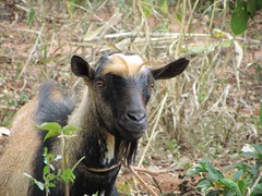Goat in Mozambique