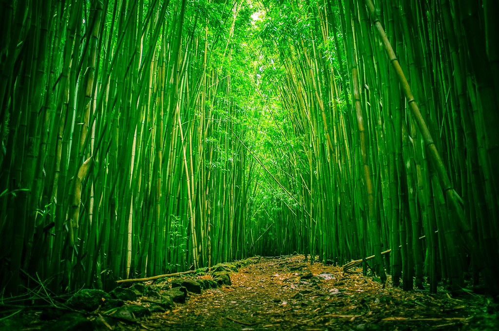 Bamboo Forest, Haleakala National Park, Maui, Hawaii | Flickr