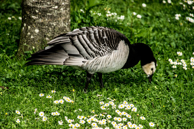 Fota Wildlife Park is set on the scenic Fota Island in the heart of Cork Harbour