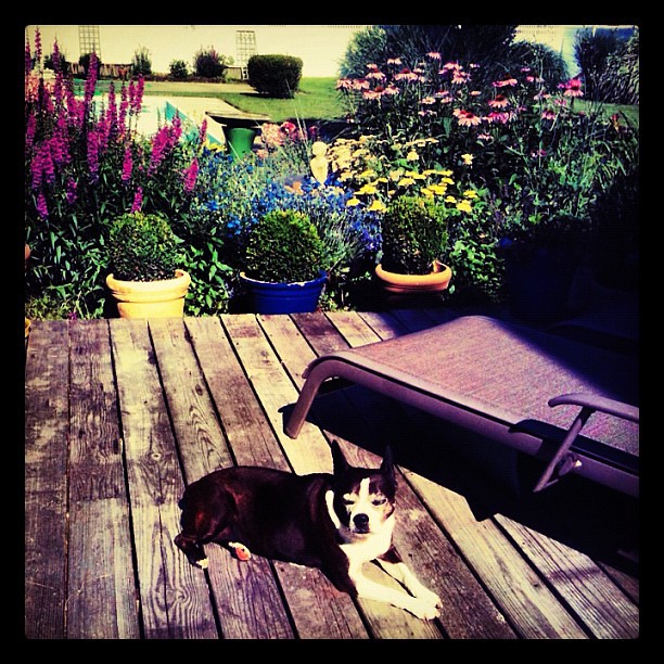 Quincy on a summer morning at home. #bayport #quincy #yard #garden 
