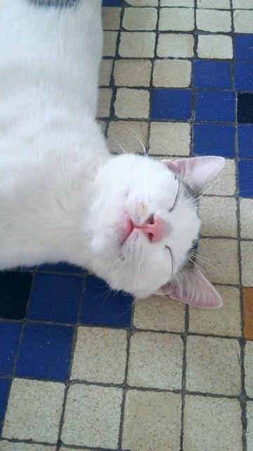 Nilo, gatito blanco con toques pardos súper bueno esterilizado, nacido en Marzo´16 en adopción. Valencia. ADOPTADO. 29387368882_95d9164e41_z