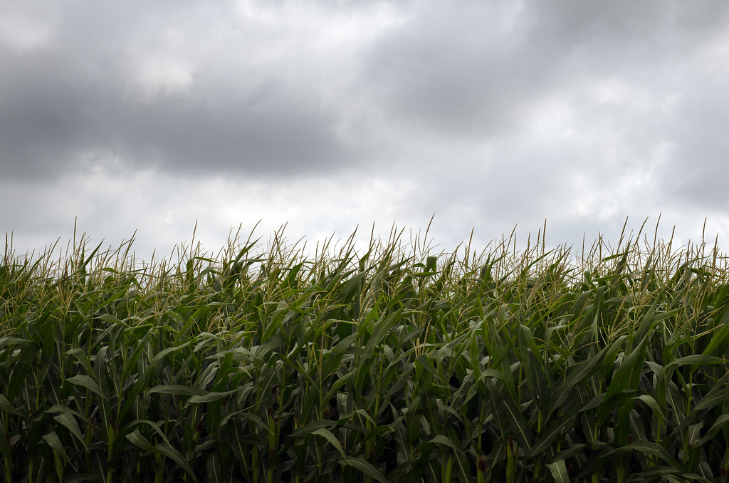 Corn Field ( free background ) | Attribution Creative Common… | Flickr