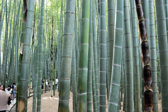 Bamboo Garden of Hokoku-ji Temple
