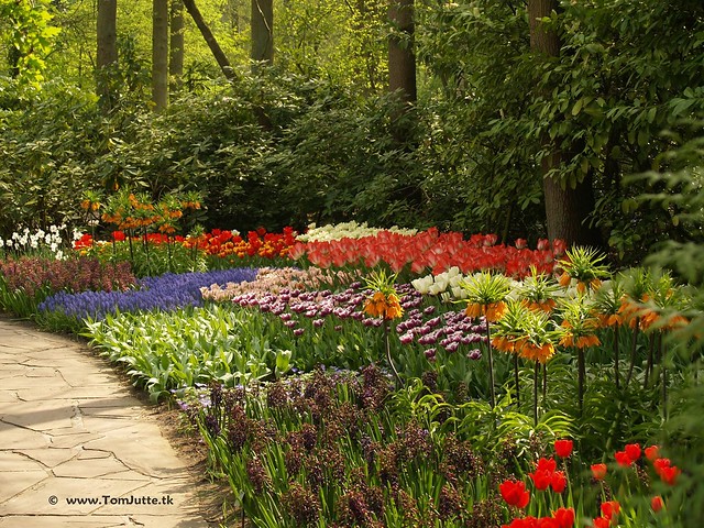 Dutch Tulips, Keukenhof Gardens, Holland - 0742
