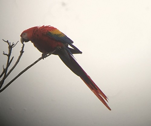 scarlet macaw 2