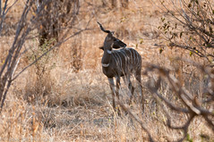 Male lesser kudu - Ruaha - Tanzania