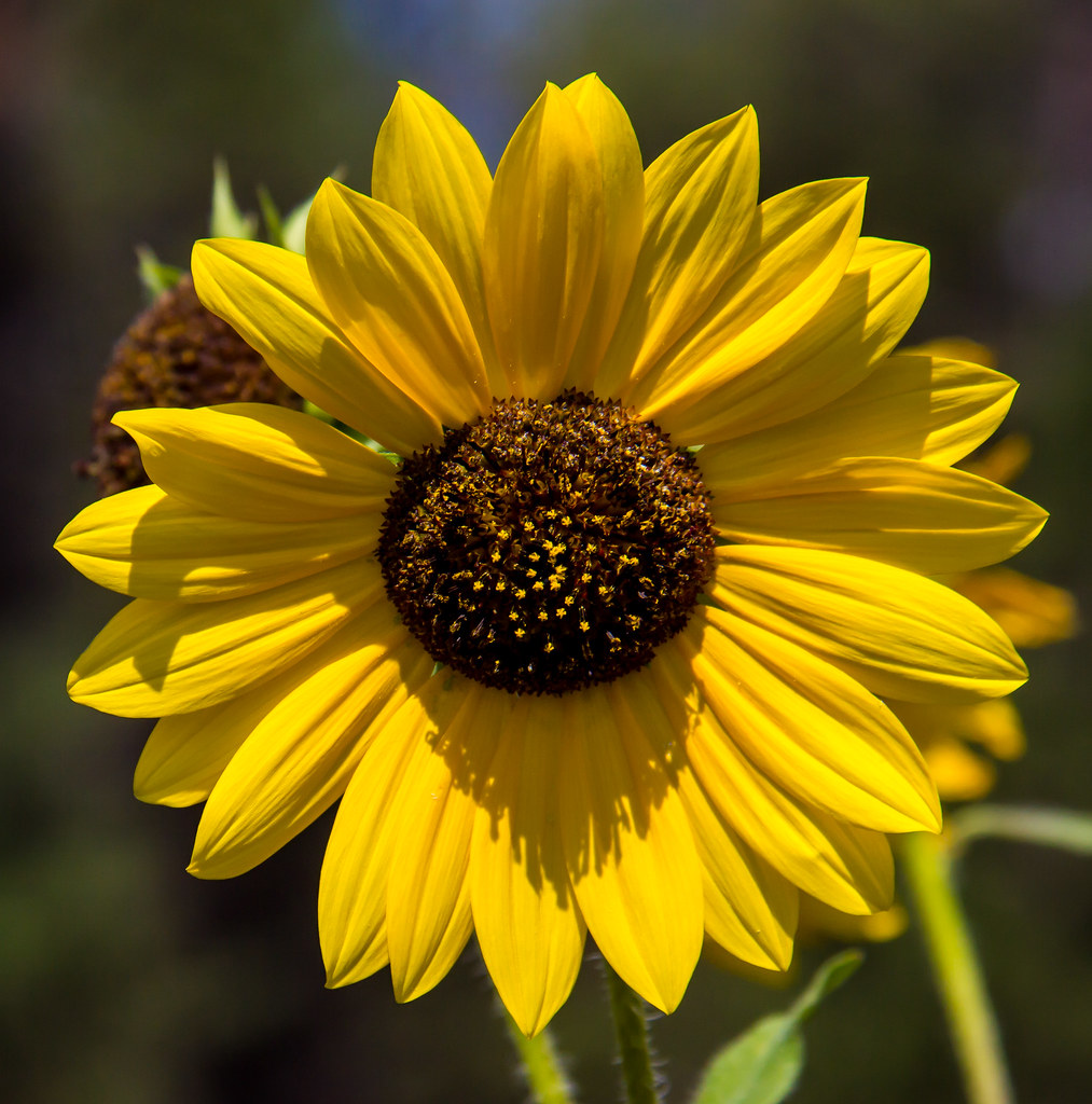 USA - Arizona Sunflowers