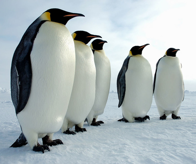 pinguino-Linux.jpg