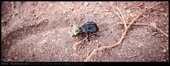 Beetle - Nyctelia porcata