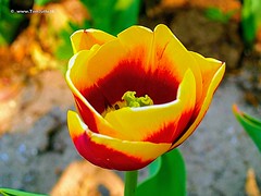 Dutch Tulips, Keukenhof Gardens, Netherlands - 0648
