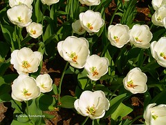 Dutch Tulips, Keukenhof Gardens, Holland - 0688
