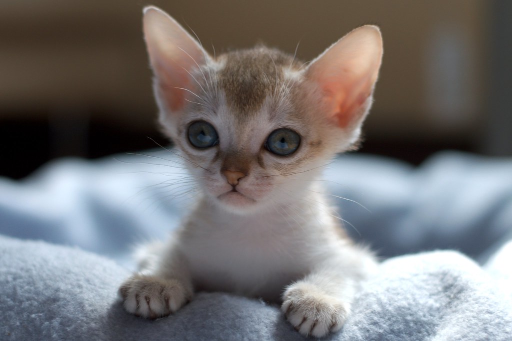 Agatha | singapura kitten | sakura Ishihara | Flickr