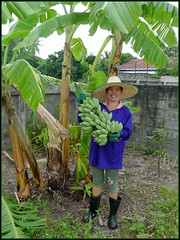 'Jampa with the first bunch of bananas from her new garden...'..  Kalasin,  Thailand