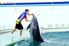 At Shinagawa Aquarium Dolphin Show : しながわ水族館のイルカショーにて