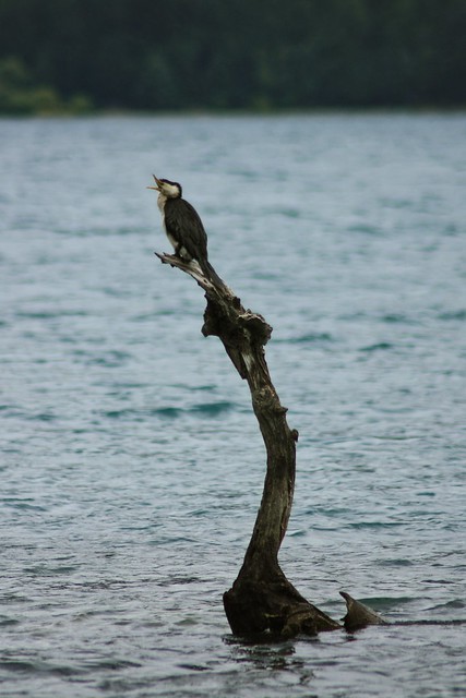 cormorant laughing on Lake Hayes