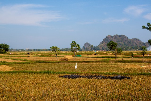 Rice plantations in south Sulawesi - 2
