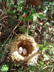 Hummingbird nest and eggs - nido de colibrí; bosque al lado de Monte Negro, Oaxaca, Mexico