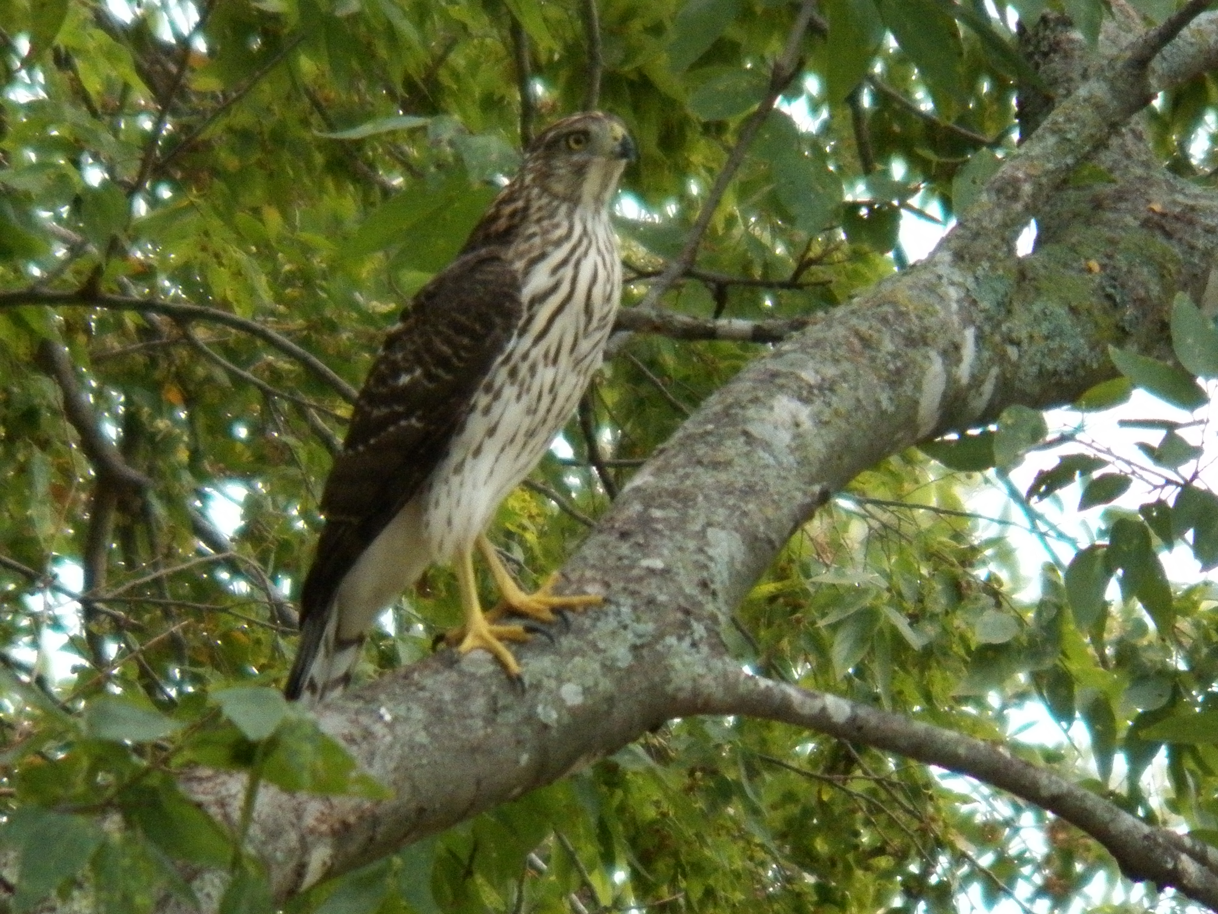 hawk stands at attention