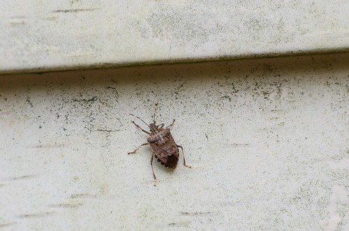 Bug on the Side of our House