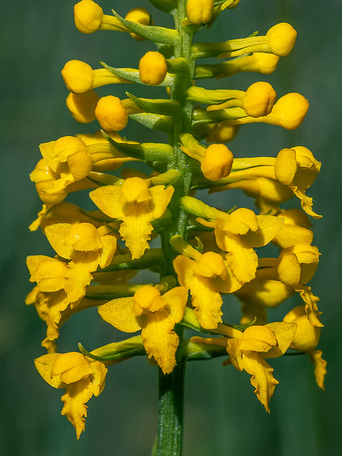 Yellow Fringeless orchid