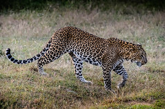 yala leopard