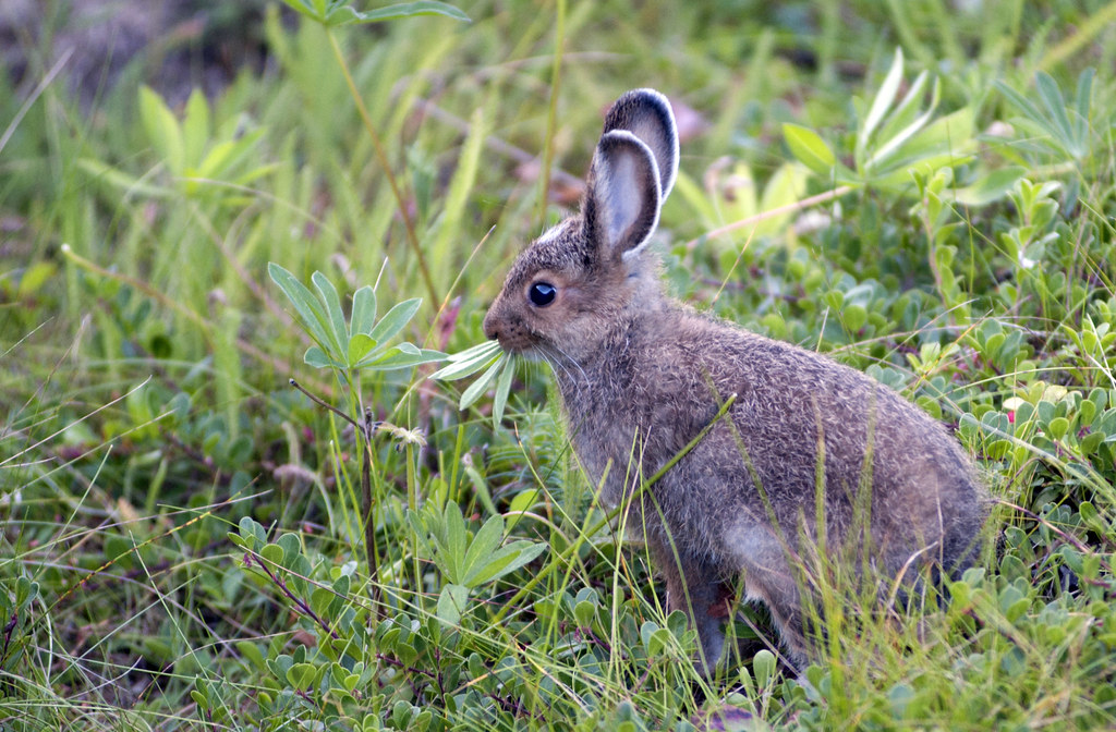 Snowshoe Hare | Snowshoe Hare enjoys a bite of the wild lupi… | Flickr