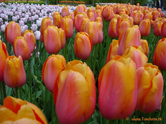 Dutch Tulips, Keukenhof Gardens, Netherlands - 3948
