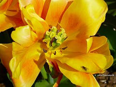 Dutch Tulip, Keukenhof Gardens, Holland - 0654